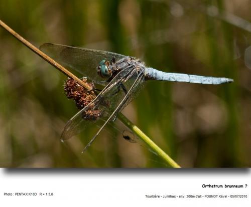 Orthetrum coerulescens