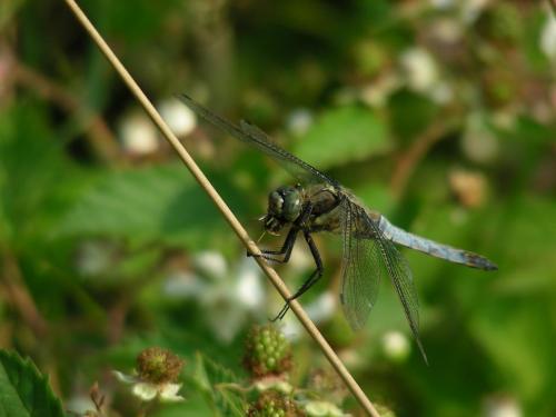 Orthetrum cancellatum