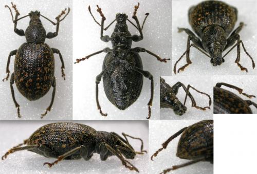 Réf. 59 951 : Otiorhynchus aurifer