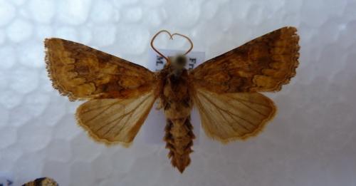 Réf. 59 091 : Conisania sp.