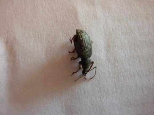 Otiorhynchus sp.