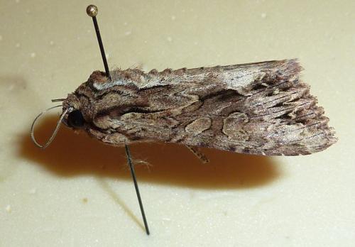 Réf. 59 603 : Apamea monoglypha