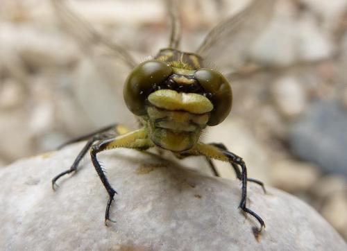 Réf. 59 971 : Onychogomphus forcipatus