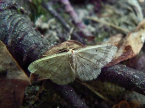 Réf. 59 557 : Idaea biselata