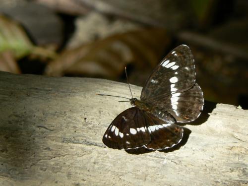 Réf. 59 555 : Limenitis camilla