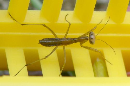 Mantis religiosa