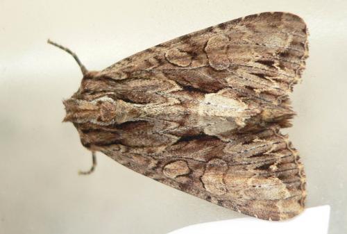 Réf. 59 729 : Apamea monoglypha