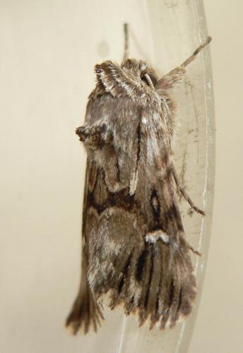Calophasia lunula