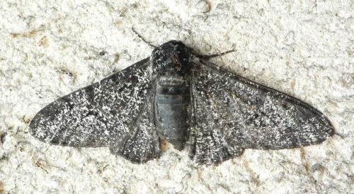 Biston betularia