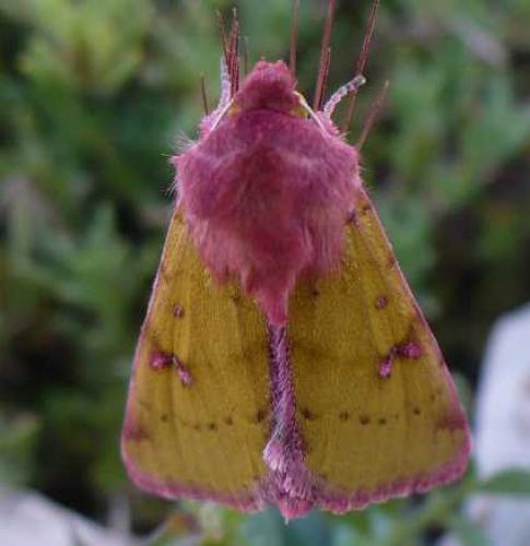 Heliothis incarnata