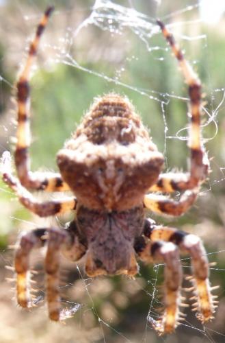 Araneus sp.