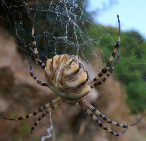 Argiope lobata