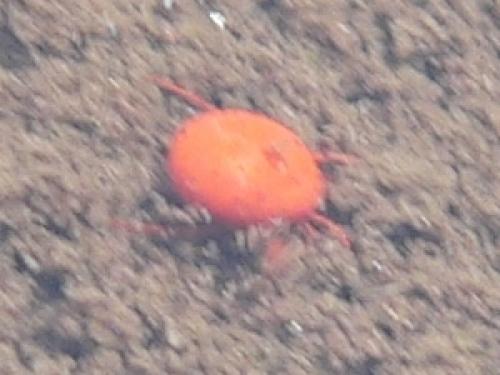 Pseudofeltria sp.