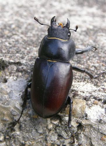 Réf. 59 088 : Lucanus cervus