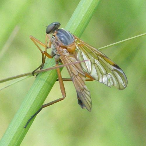Rhagio immaculatus