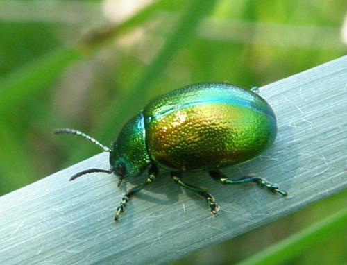 Chrysolina herbacea