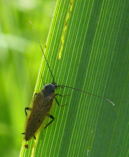 Ectobius lapponicus