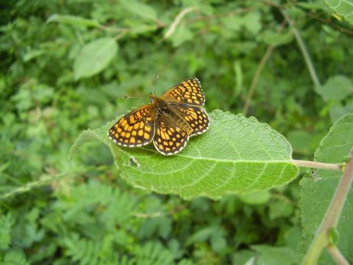 Melitaea athalia athalia