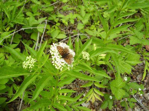 Melitaea diamina