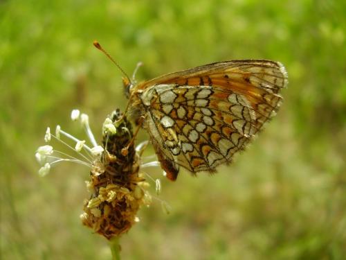 Melitaea sp.