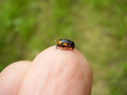 Réf. 59 305 : Cryptocephalus moraei