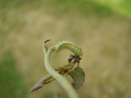 Emmelina monodactyla