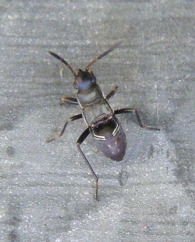 Réf. 59 709 : Rhyparochromini inconnu