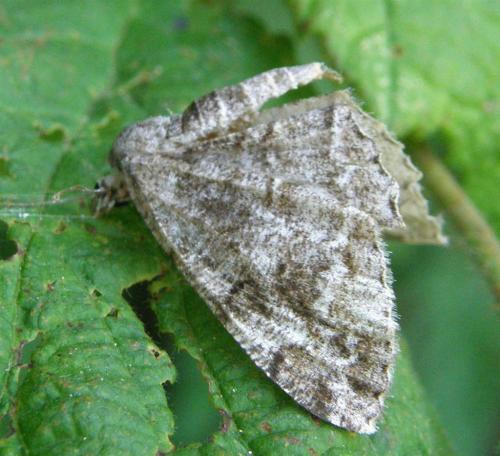 Réf. 59 711 : Alcis repandata