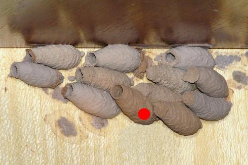 Sceliphron curvatum