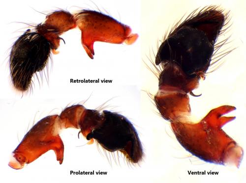 Heliophanus tribulosus