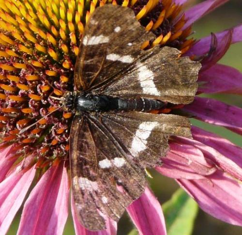 Araschnia levana