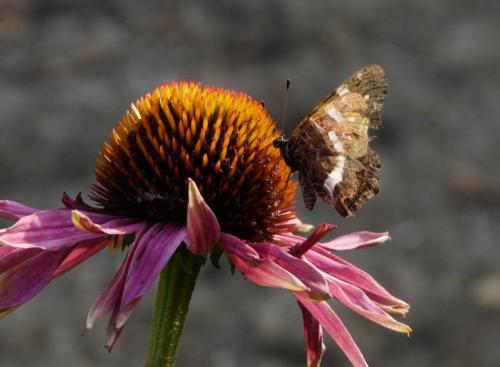 Araschnia levana