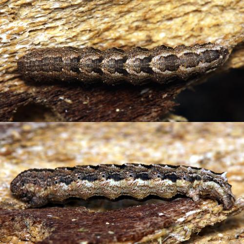 Charissa obscurata