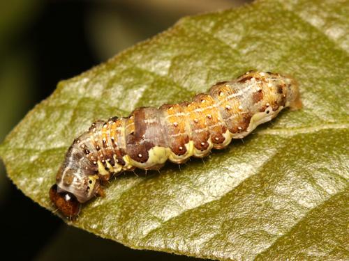 Dryobota labecula