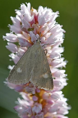 Réf. 59 739 : Udea alpinalis
