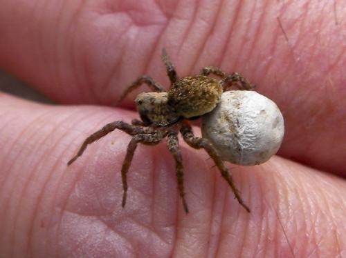 Alopecosa albofasciata