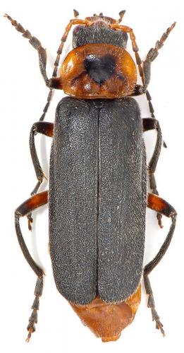 Réf. 59 032 : Cantharis rustica