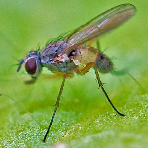 Réf. 59 304 : Coenosia testacea