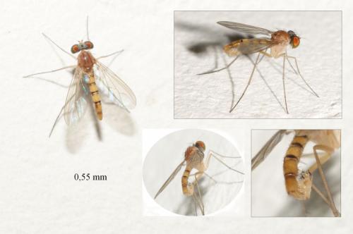 Sciapus sp.