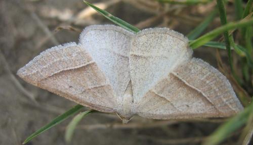 Réf. 59 116 : Petrophora chlorosata