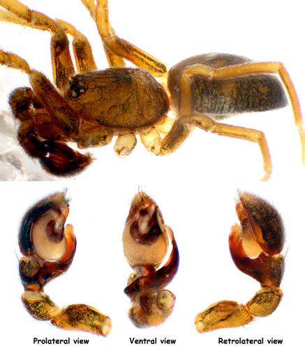 Phrurolithus festivus
