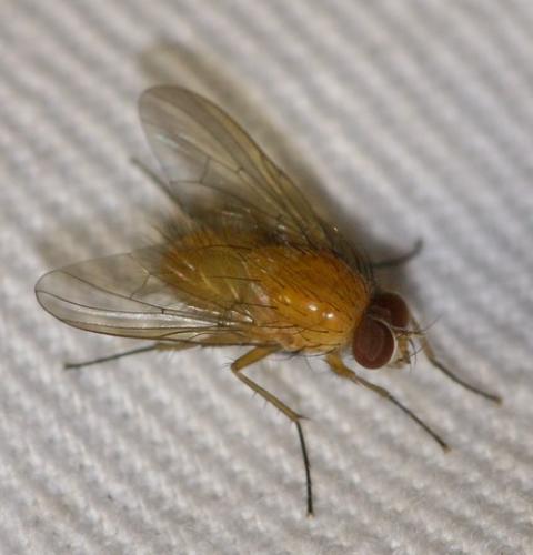 Réf. 59 157 : Phaonia pallida