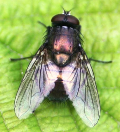Eudasyphora cyanella
