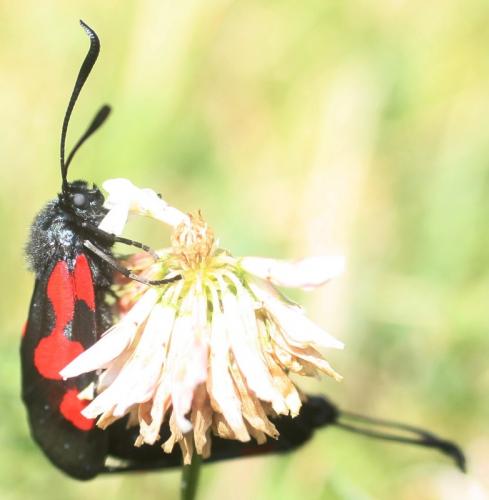 Zygaena trifolii