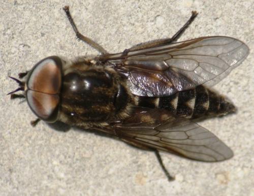 Réf. 59 558 : Tabanus sp.