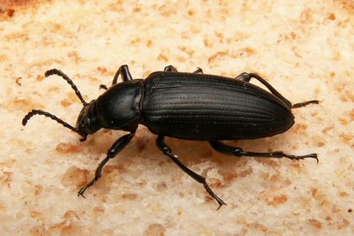 Zophobas morio