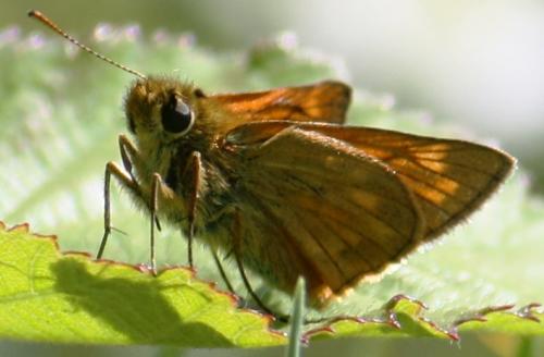 Ochlodes sylvanus