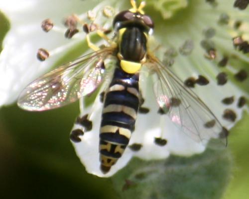 Sphaerophoria sp.