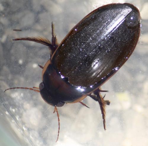 Dytiscus semisulcatus