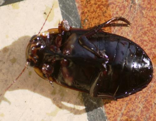 Dytiscus semisulcatus